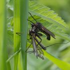 Fliege mit erbeuteter Schnake II