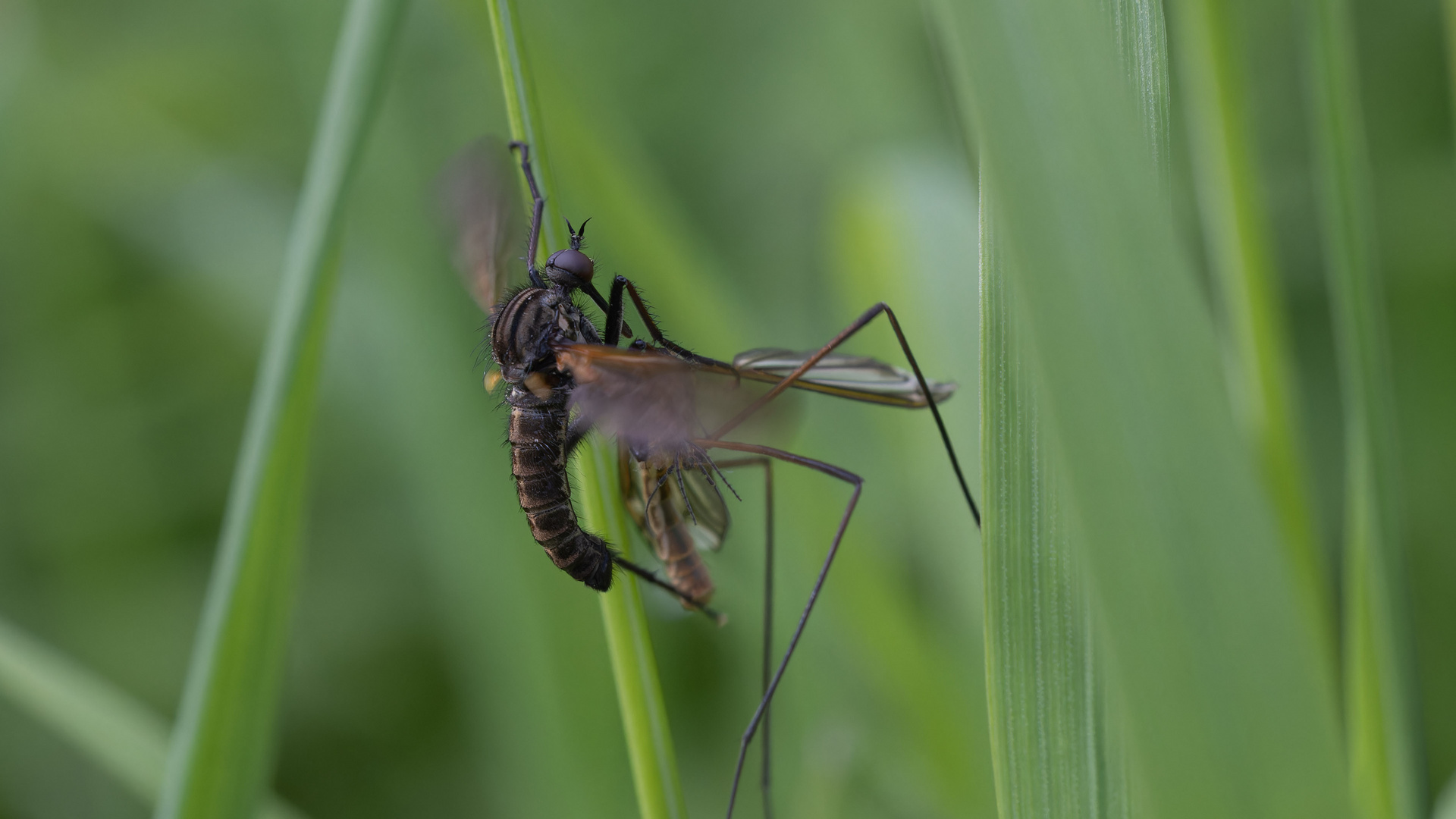 Fliege mit erbeuteter Schnake III