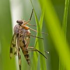 Fliege mit Flügelschaden