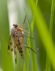 Fliege mit Flügelschaden