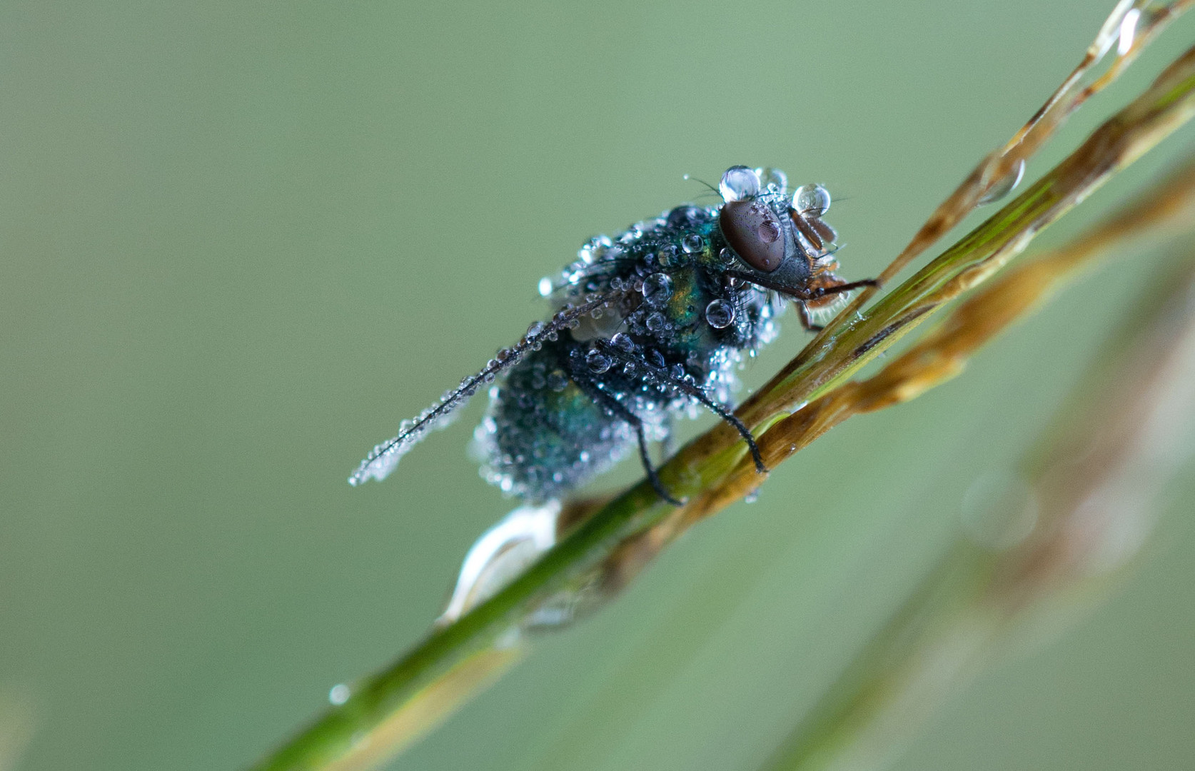 Fliege mit Frühtau