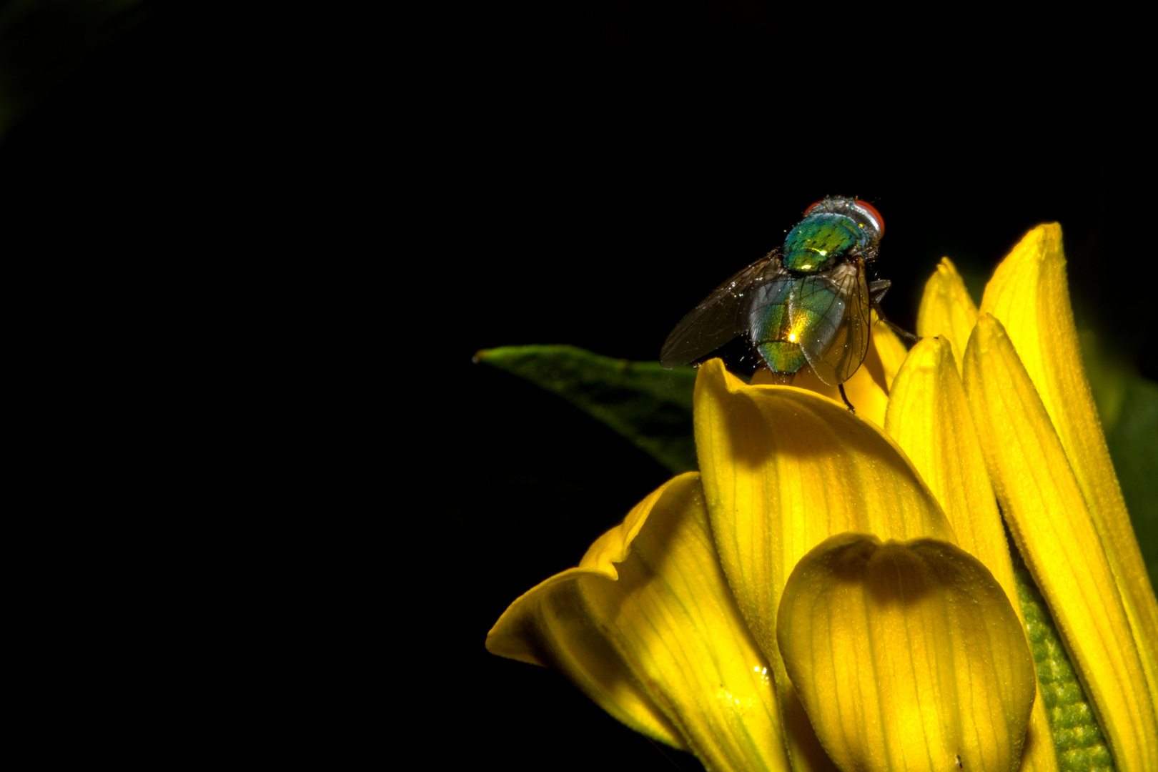 Fliege mit gelber Blüte