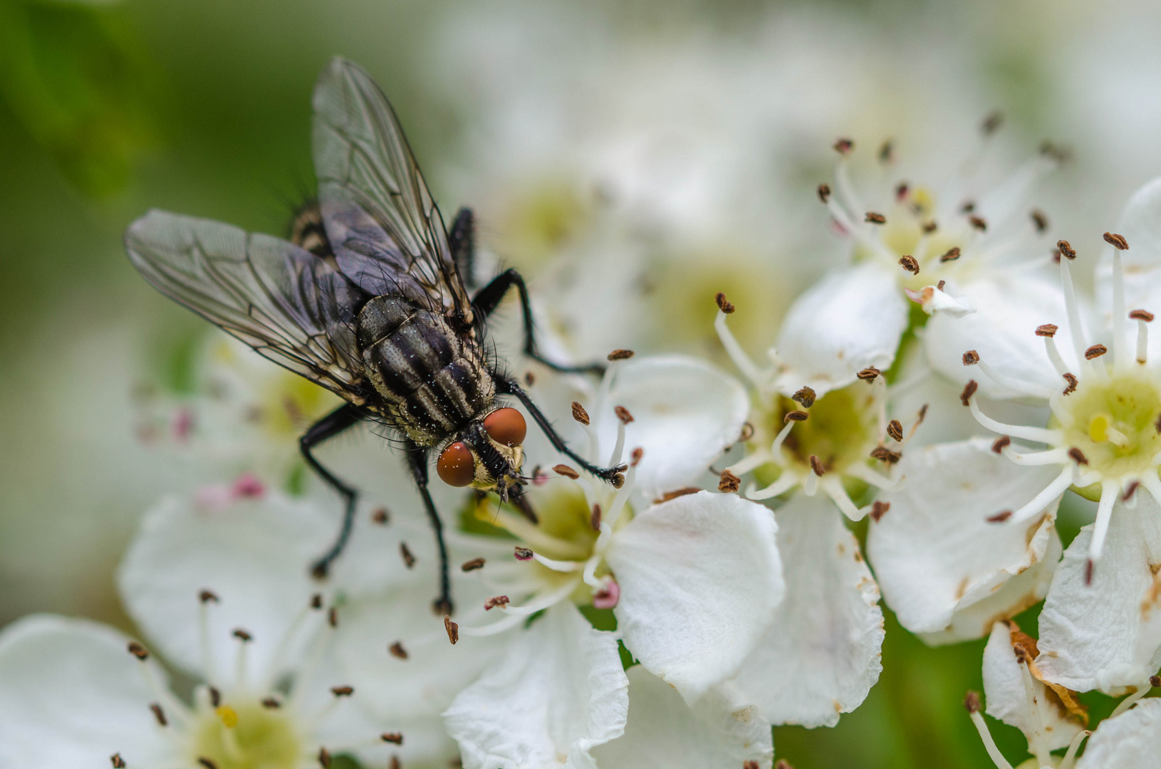 Fliege mit großem Hunger