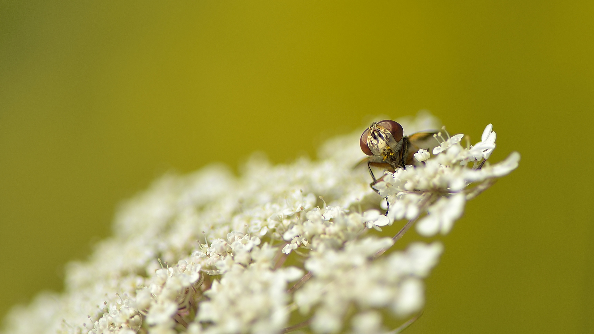 Fliege mit großen Augen