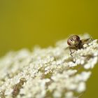 Fliege mit großen Augen