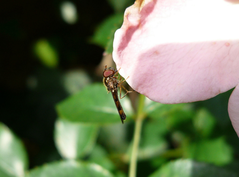 Fliege mit großen Augen!