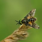 Fliege mit grünen Augen - Von einem anderen Stern??