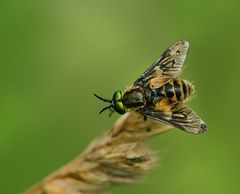 Fliege mit grünen Augen - Von einem anderen Stern??