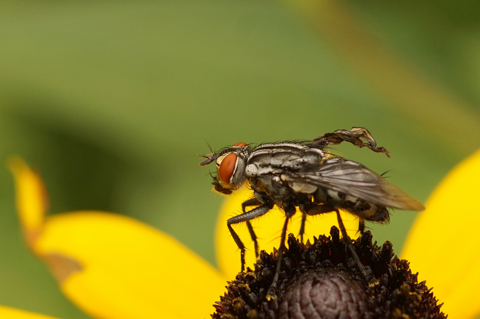 Fliege mit Handicap