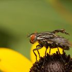 Fliege mit Handicap