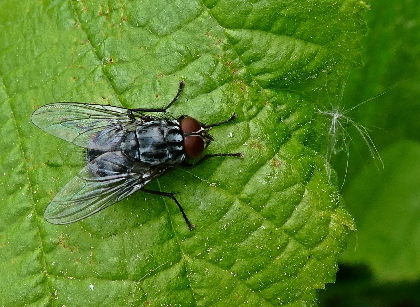 Fliege mit hübschen Flügeln