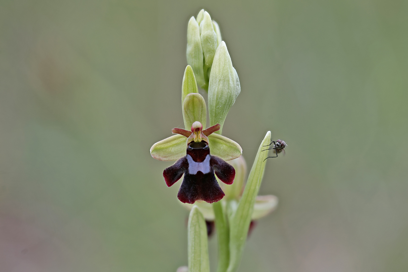 Fliege mit Hummel und Fliege