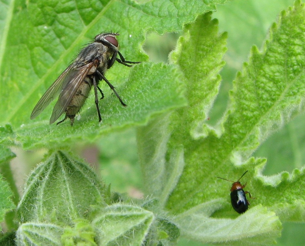 Fliege mit Käfer