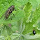 Fliege mit Käfer