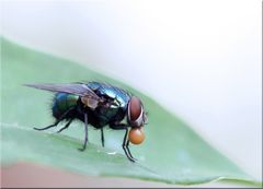 Fliege mit " Kühlwasser"