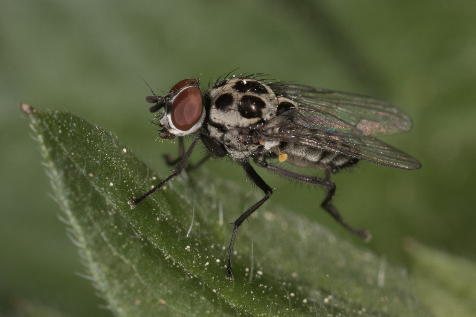 Fliege mit Kuhfellweste