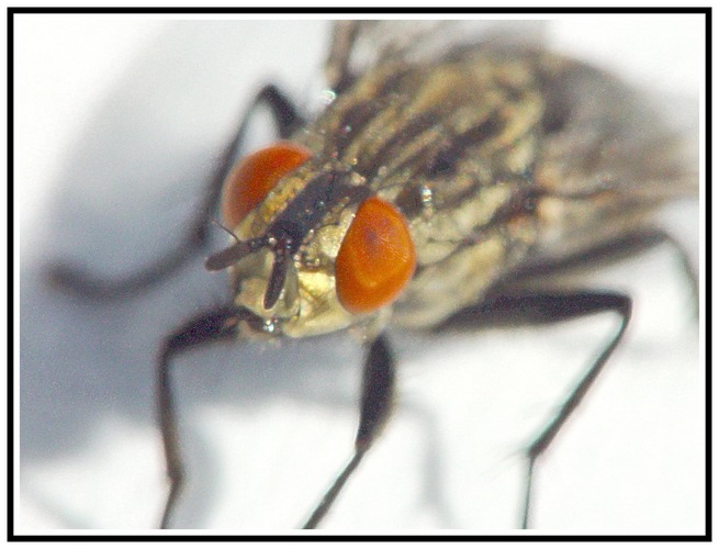 Fliege mit Makrolinse