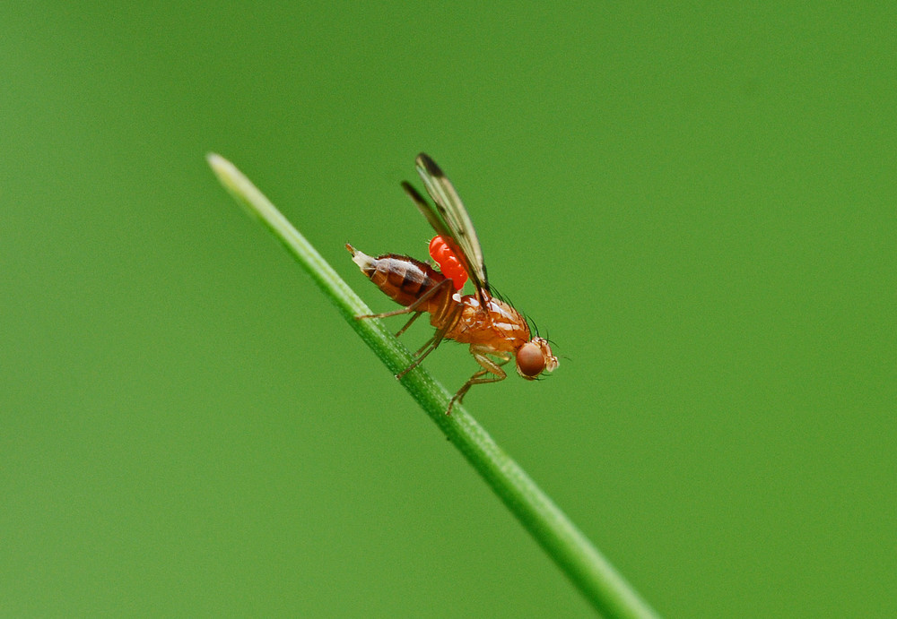 Fliege mit Milbe