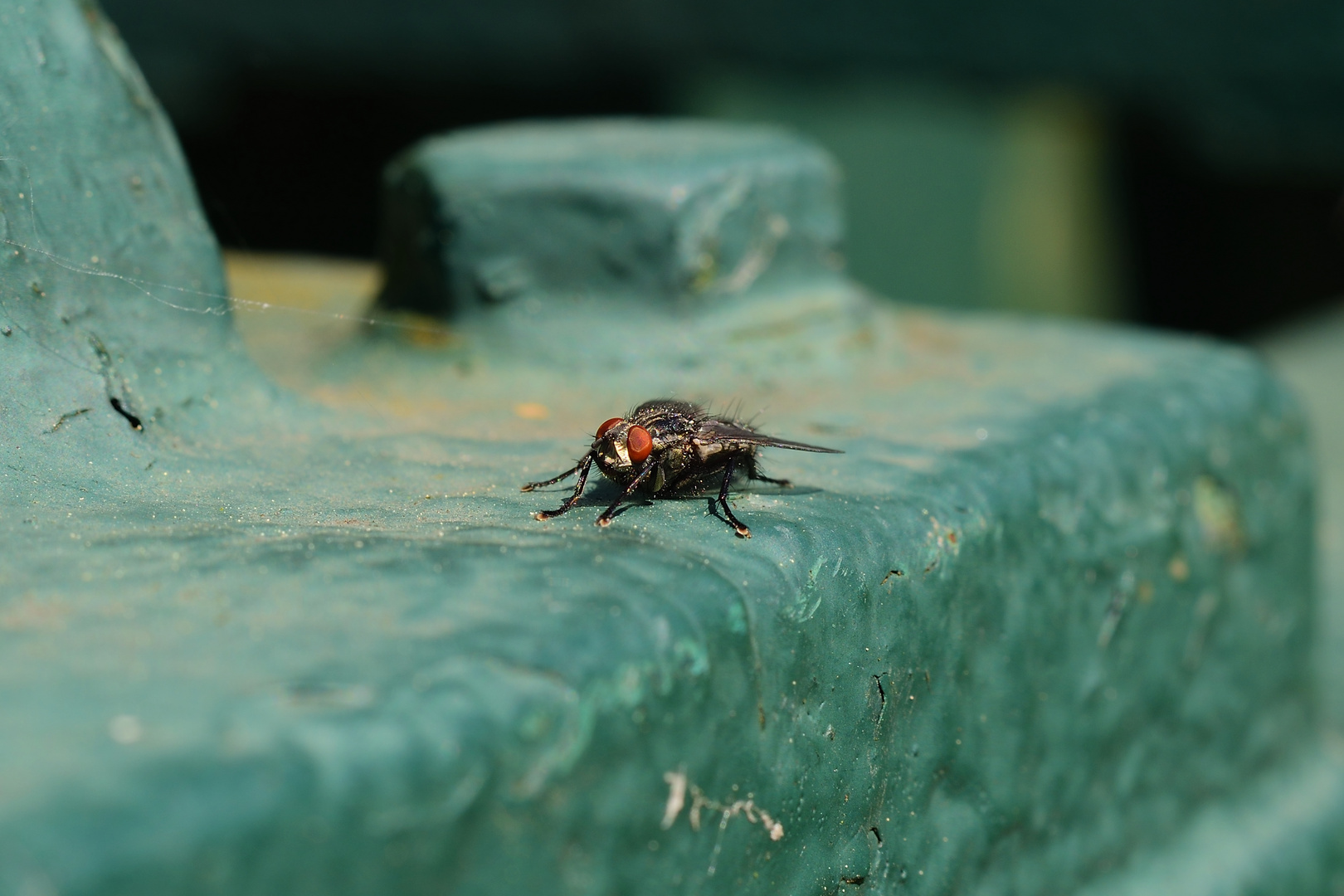 Fliege mit Nahlinse