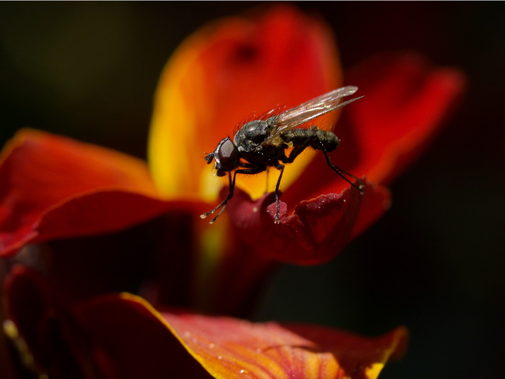 Fliege mit Nerven...