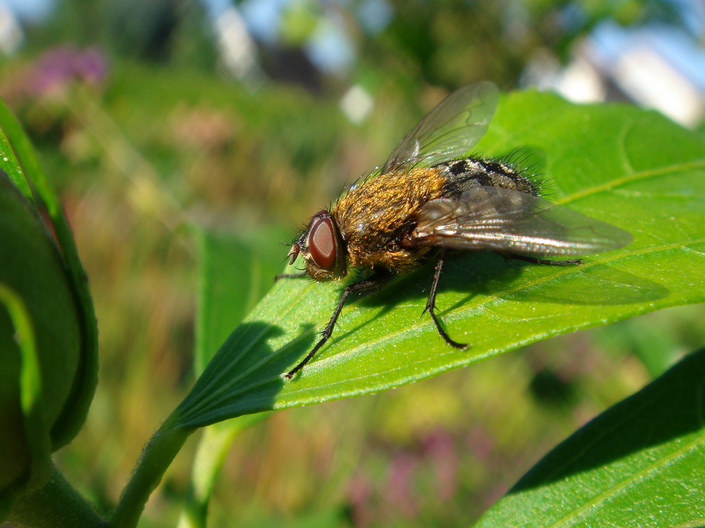 Fliege - mit Pelzbesatz