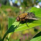 Fliege - mit Pelzbesatz