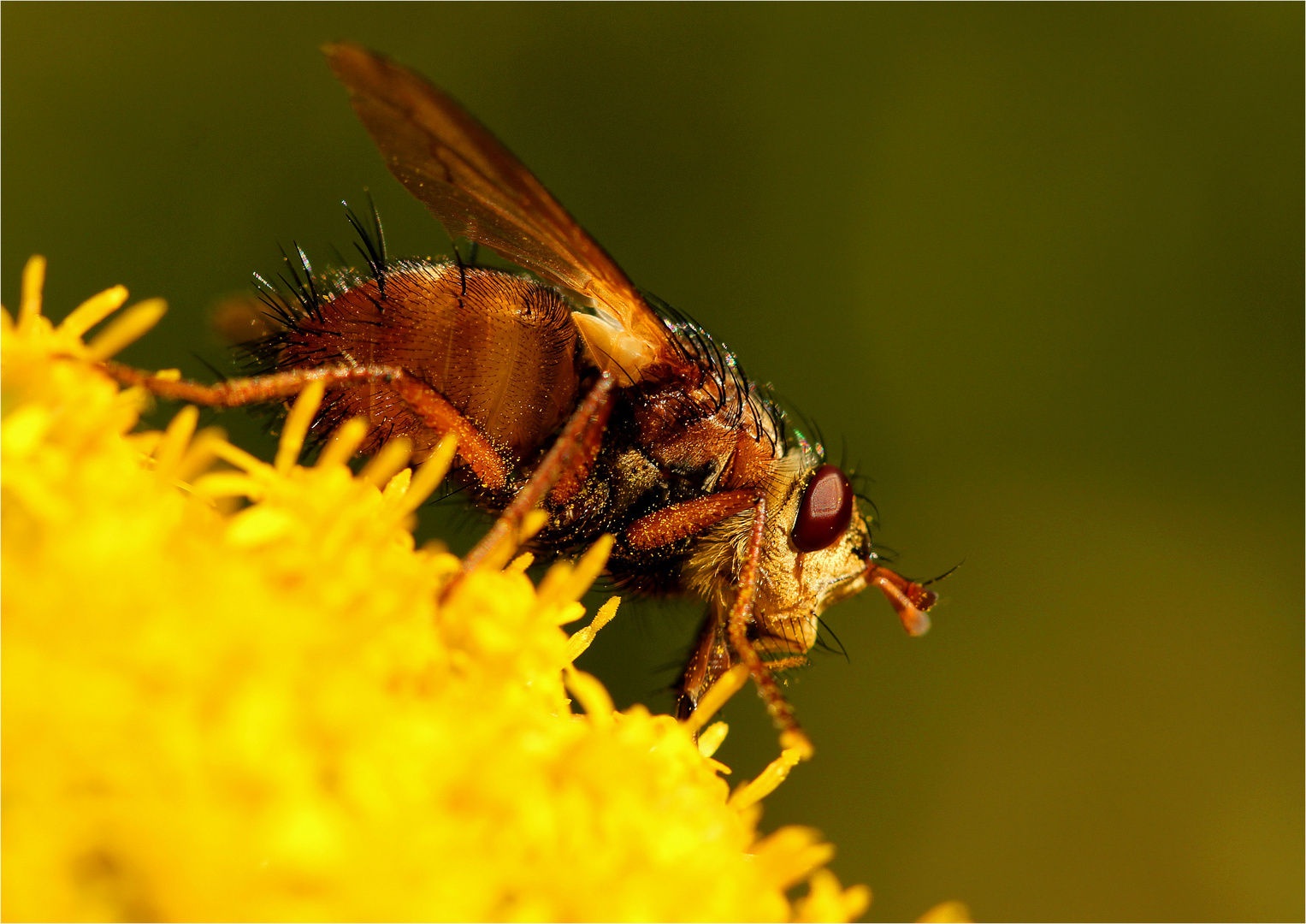 Fliege mit Pollen