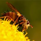 Fliege mit Pollen