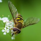 Fliege? mit rot braunen Augen