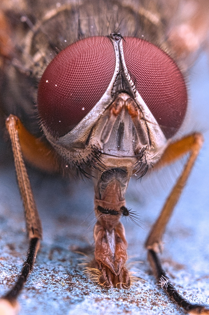 Fliege mit roten Augen