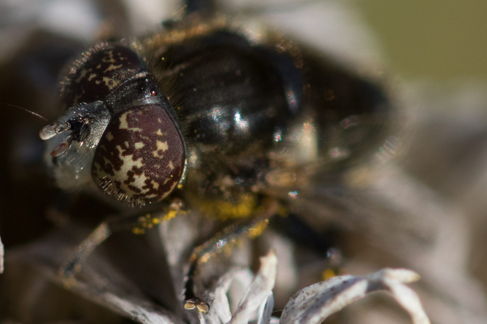 Fliege mit schönen augen