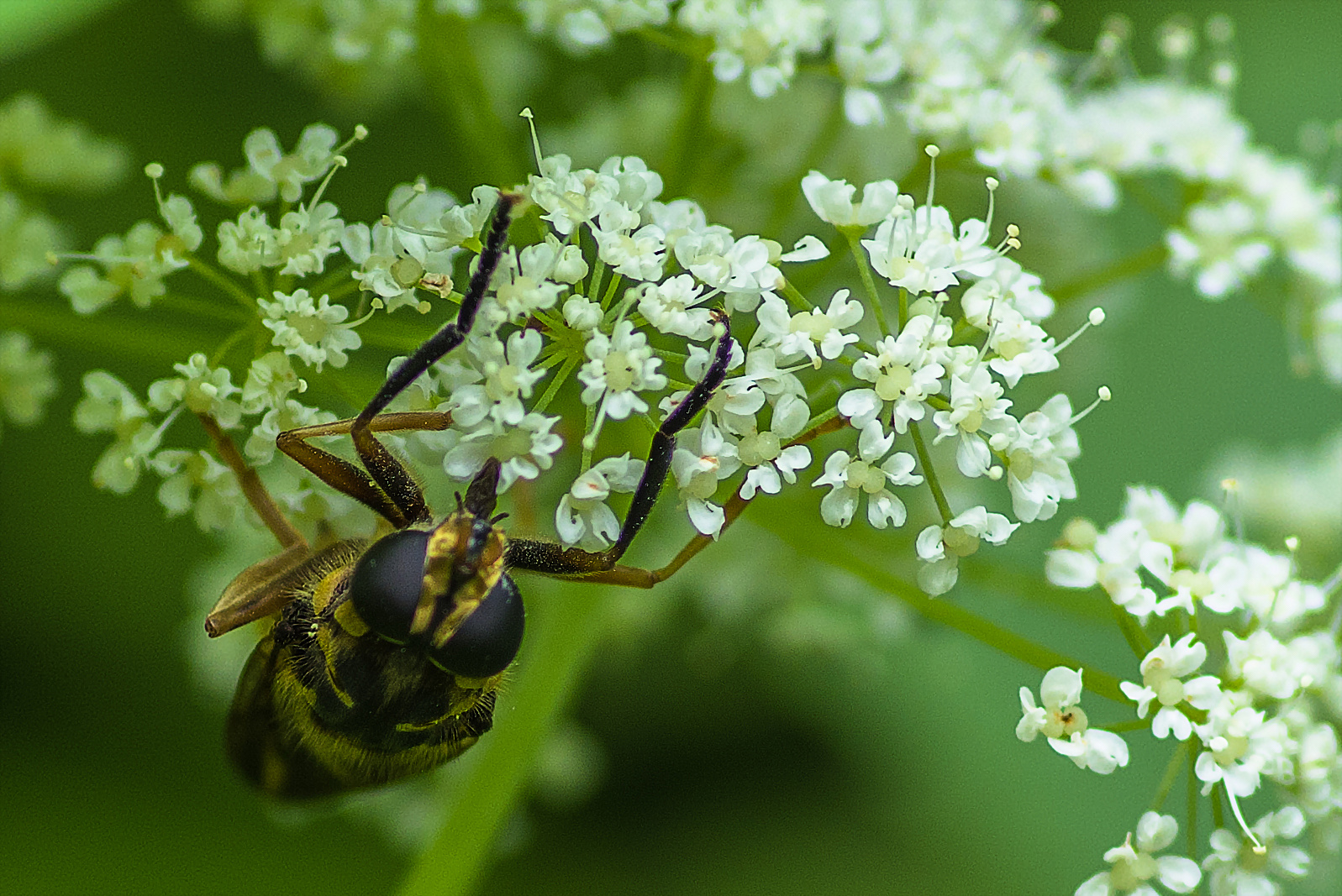 Fliege? mit schwarzrn Augen