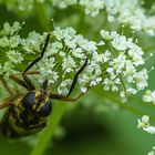 Fliege? mit schwarzrn Augen