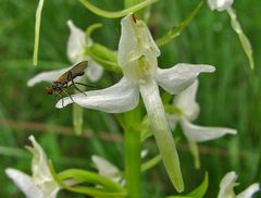 Fliege mit sehr langen Rüssel