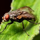 Fliege mit seltsamer Flügelhaltung