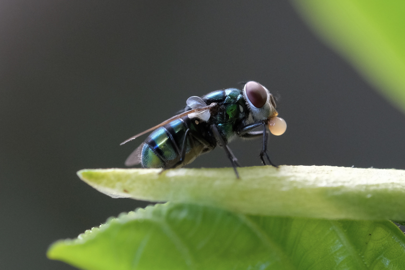 Fliege mit Speichelblase