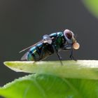 Fliege mit Speichelblase