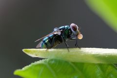 Fliege mit Speichelblase