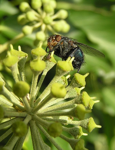 Fliege mit Sturzbügel