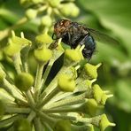 Fliege mit Sturzbügel