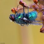 Fliege mit Tautropfen