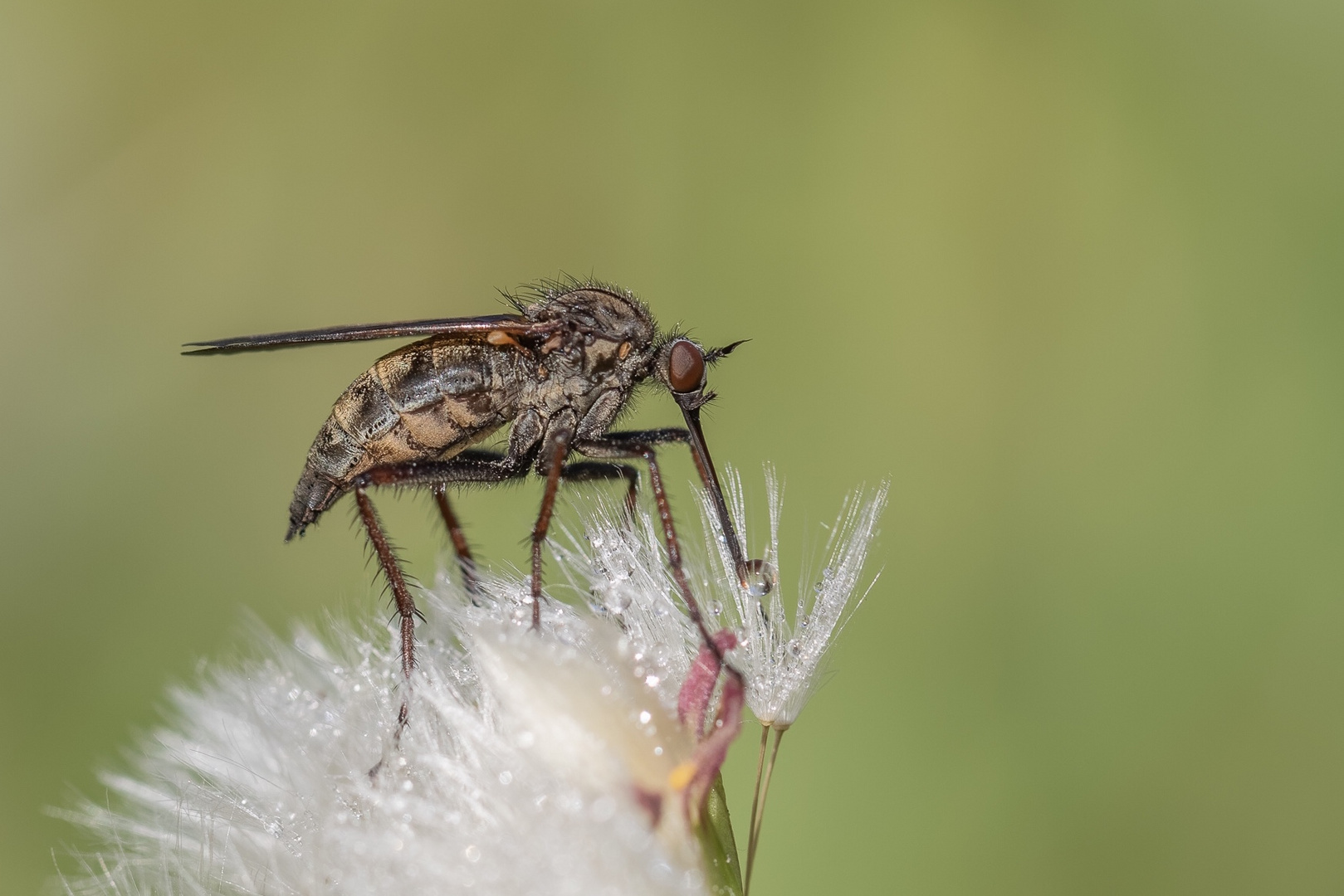 Fliege mit Tautropfen 