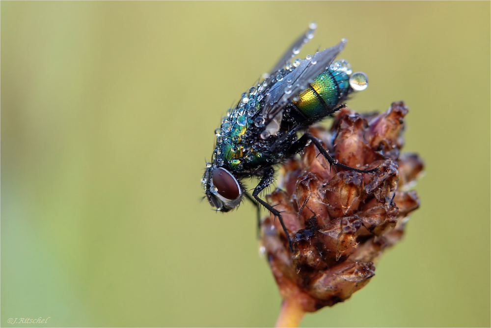 Fliege mit Tautropfen