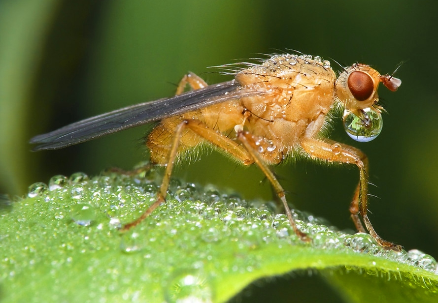 Fliege mit Tautropfen