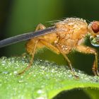 Fliege mit Tautropfen