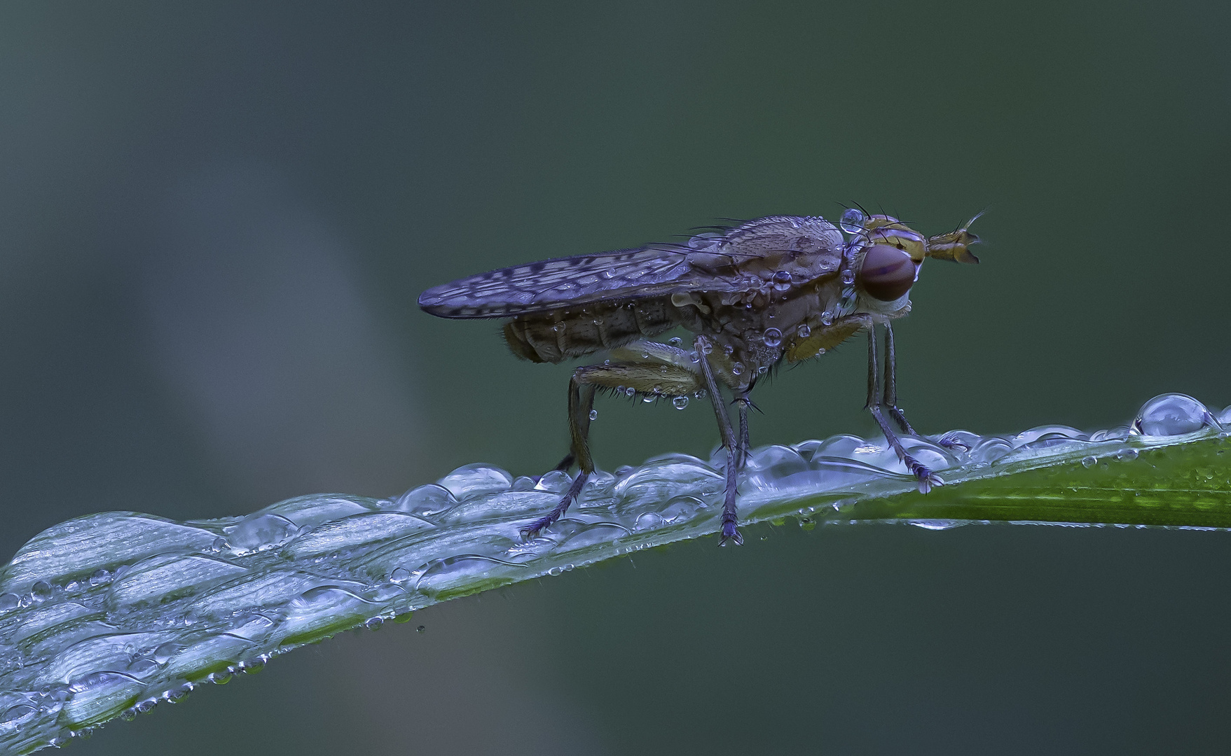 Fliege mit Tautropfen