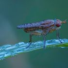 Fliege mit Tautropfen