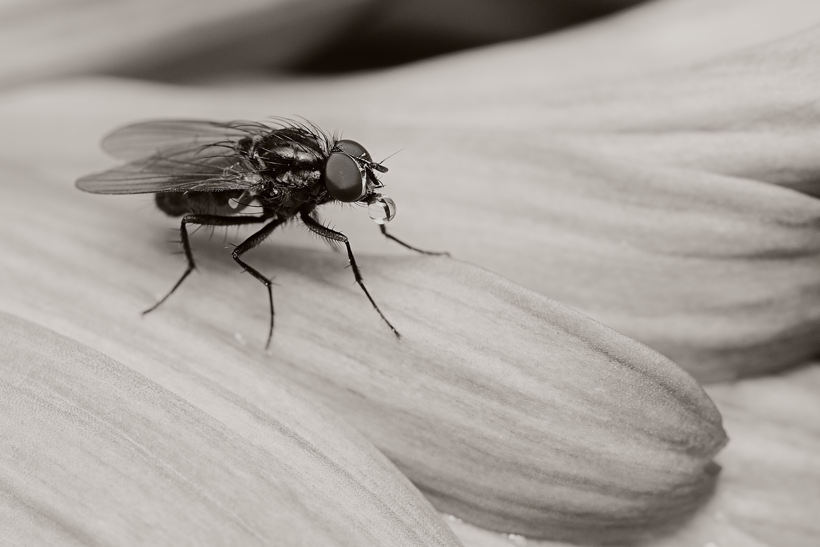 Fliege mit Tröpfchen