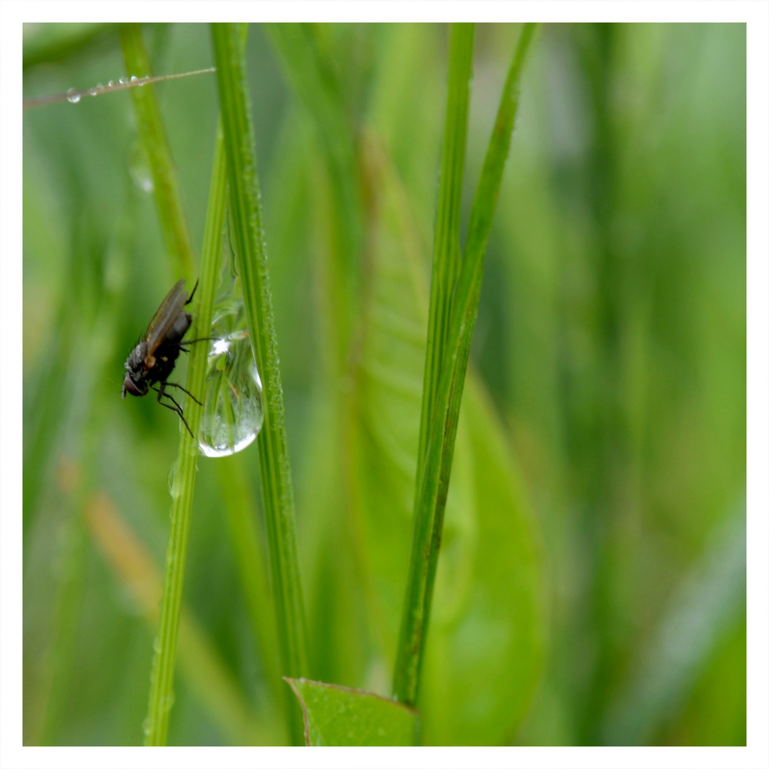 Fliege mit Tropfen