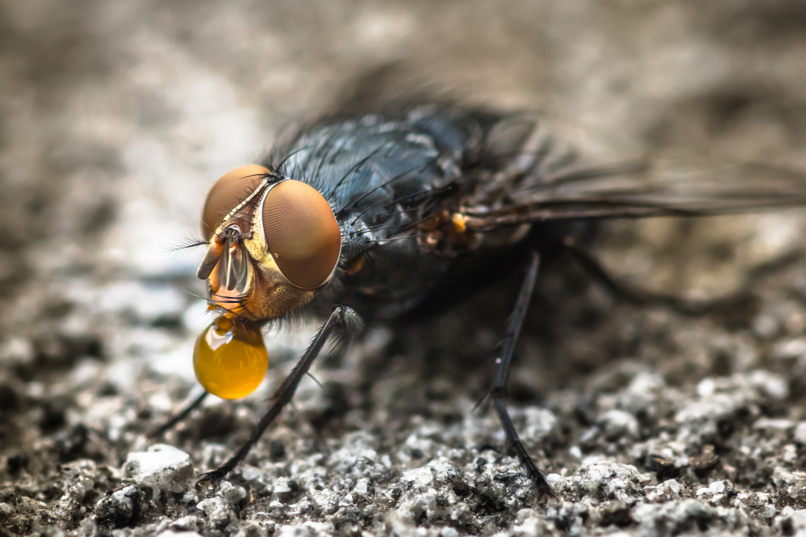 Fliege mit Tropfen